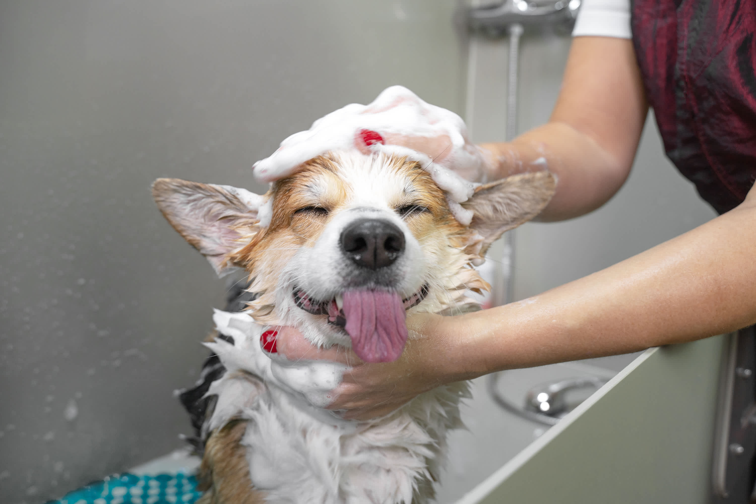 Pet Wash Station